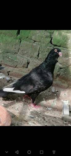 fancy Pigeon all setup fs rawalpindi 03105007371