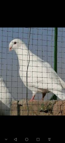 fancy Pigeon all setup fs rawalpindi 03105007371