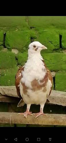 fancy Pigeon all setup fs rawalpindi 03105007371