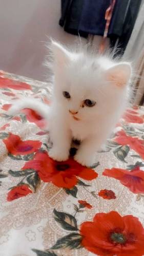 Persian kittens available for sale 
