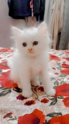 Persian kittens available for sale 