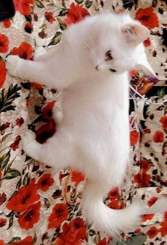 Persian kittens available for sale 