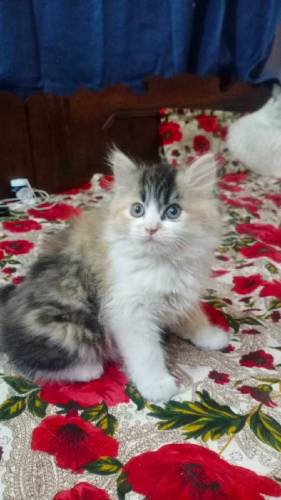 Persian kittens available for sale 