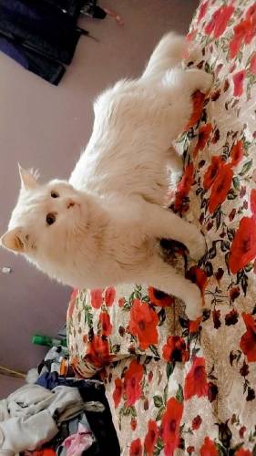 Persian kittens available for sale 
