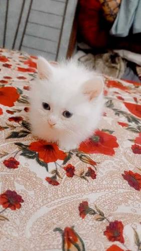 Persian kittens available for sale 