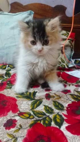 Persian kittens available for sale 