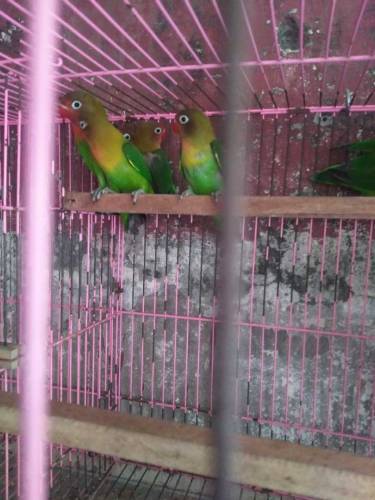 4 pic green fishr for sale. 