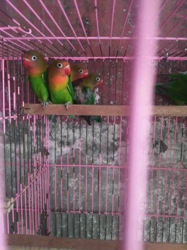 4 pic green fishr for sale. 