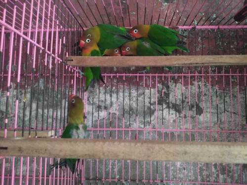 4 pic green fishr for sale. 