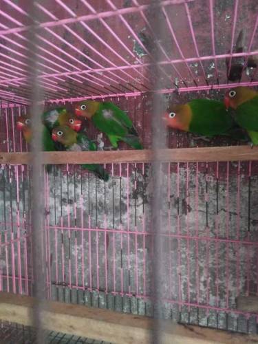 4 pic green fishr for sale. 