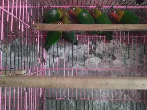 4 pic green fishr for sale. 
