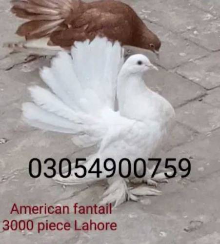 American funtel Lucky 