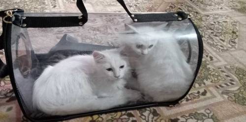Cat carry bag in 10/ 10 condition 
