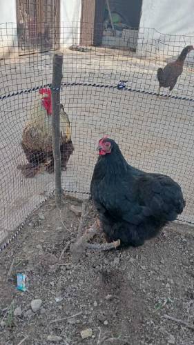 Fancy jora for sale