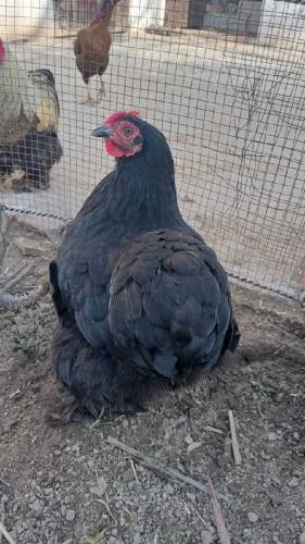 Fancy jora for sale