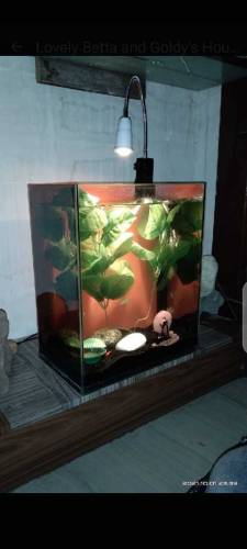Lovely Betta & Goldie House