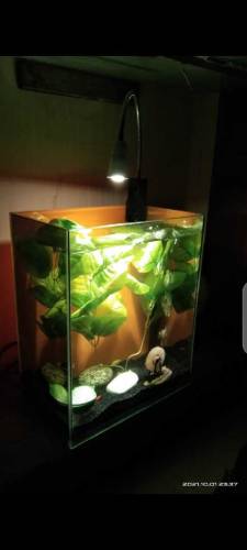 Lovely Betta & Goldie House