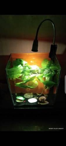 Lovely Betta & Goldie House