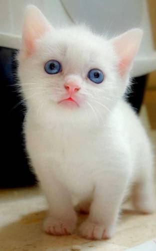 CAt for sale
