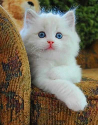 CAt for sale
