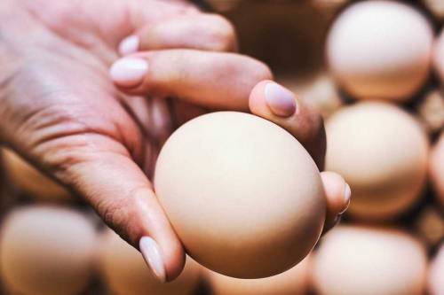 pure desi egg