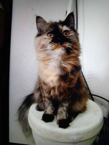 Cat Triple Coated Persian 