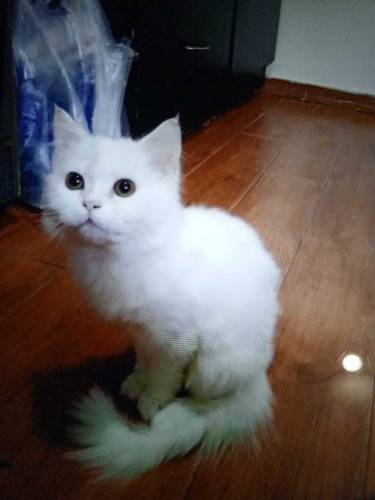 Cat Triple Coated Persian 