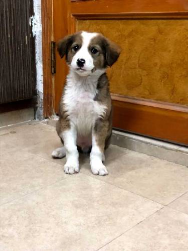 active and Cute baby urgent sale