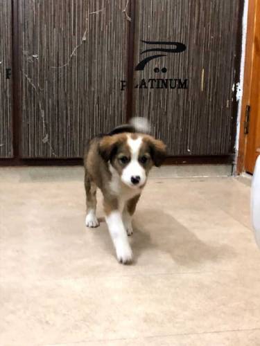 active and Cute baby urgent sale