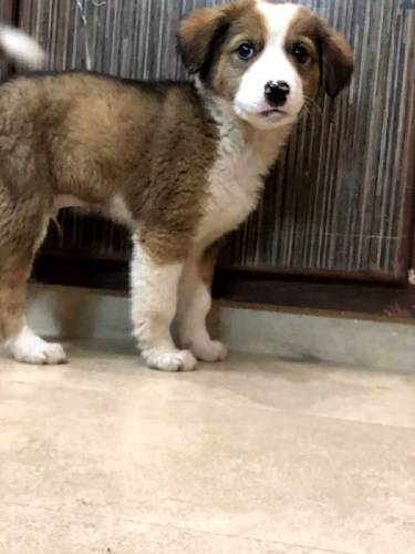 active and Cute baby urgent sale