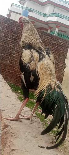 jawaa  aseel  fighter  for sale  age 9 months 