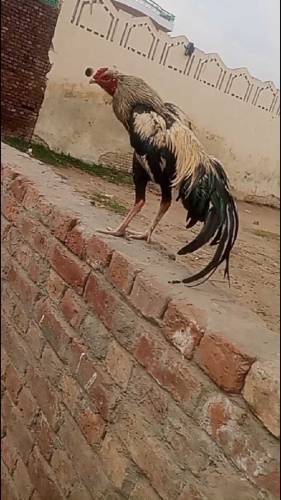 jawaa  aseel  fighter  for sale  age 9 months 