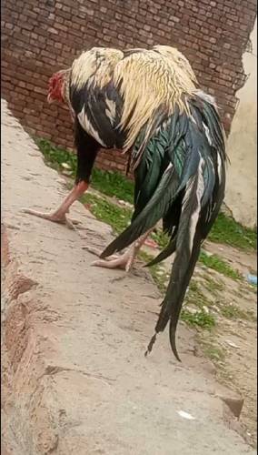 jawaa  aseel  fighter  for sale  age 9 months 