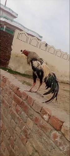 jawaa  aseel  fighter  for sale  age 9 months 