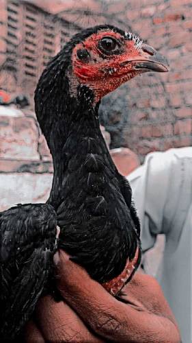 brmi + pkoiya  cross bacha