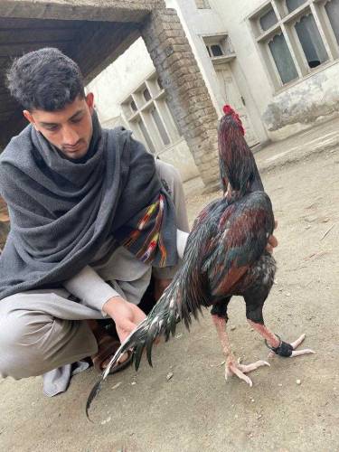 aseel lover