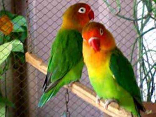 GREEN FISHER PAIR