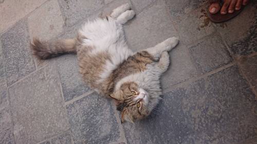 cat beautiful 