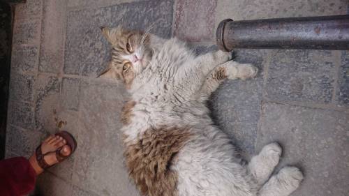 cat beautiful 