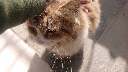 cat beautiful 