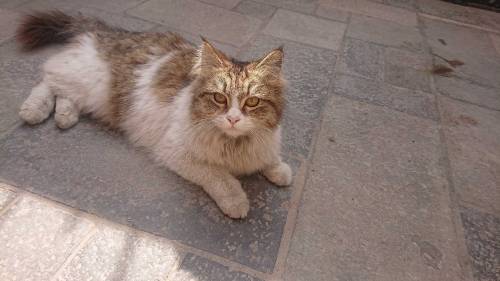 cat beautiful 