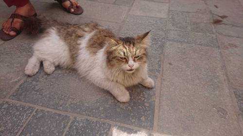 cat beautiful 