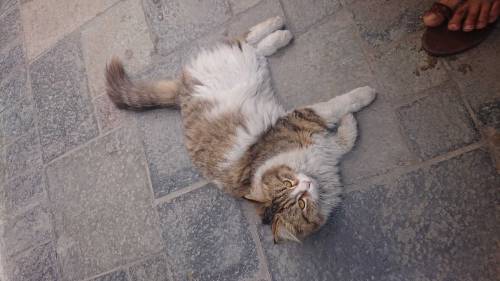 cat beautiful 