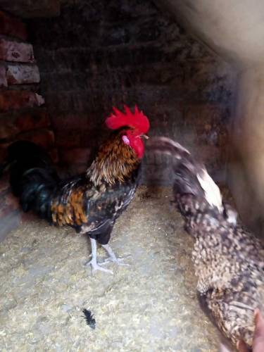 desi hens for sale