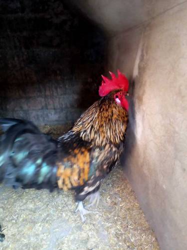 desi hens for sale