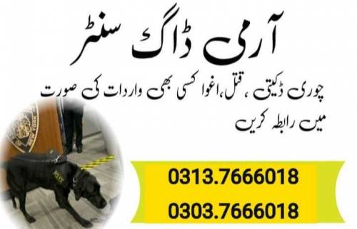 khoji dog center Lahore 03008921720