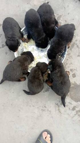 Rottweiler puppies with adult female 