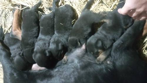 Rottweiler puppies with adult female 