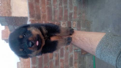 Rottweiler puppies with adult female 