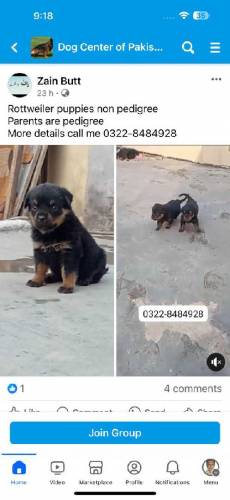 Rottweiler puppies with adult female 